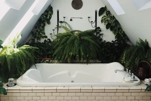 Pflanzen für das Badezimmer